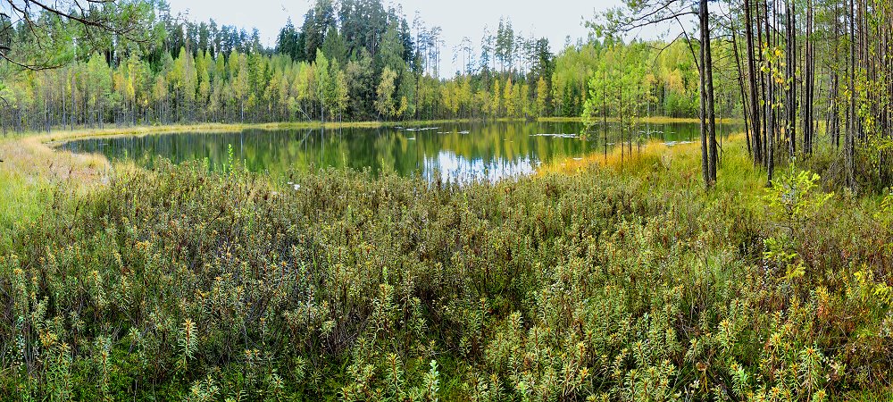 Jezioro dystroficzne koło Połomu. Zbiornik wodny otoczony lasem.