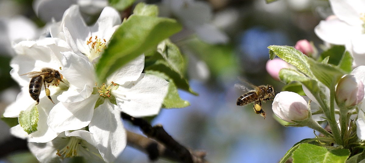 Pszczoły wśród kwitnących drzew owocowych.