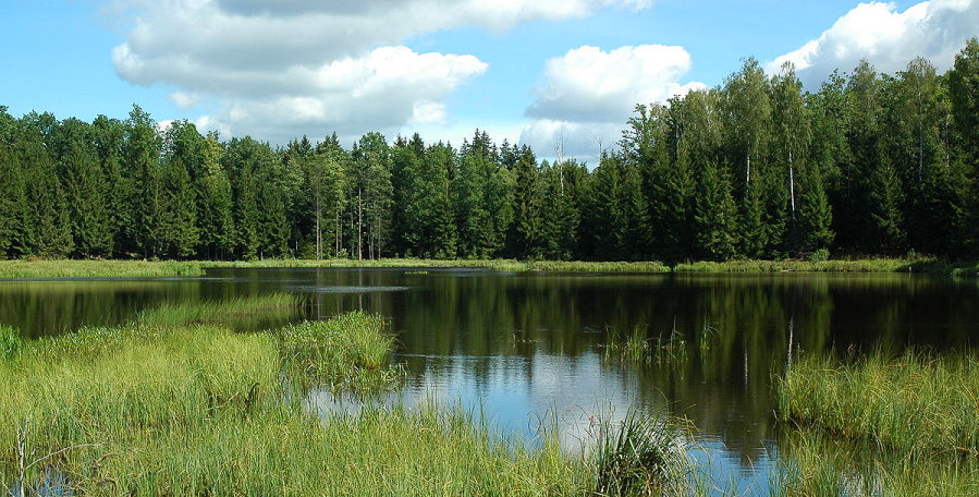 Widok na jezioro otoczone lasem