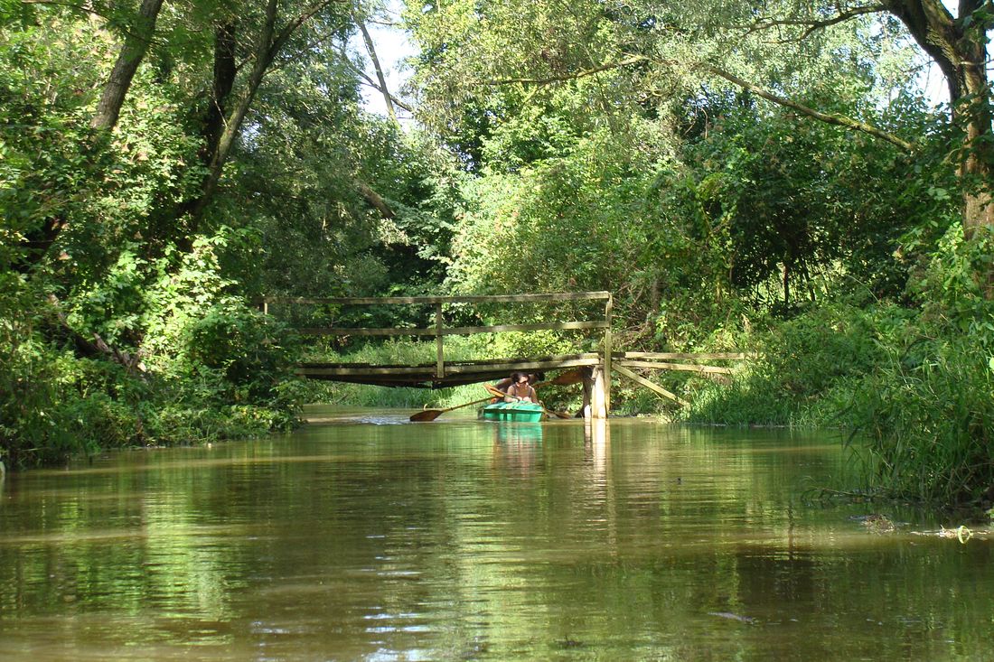 Kajaki na rzece wśród drzew.