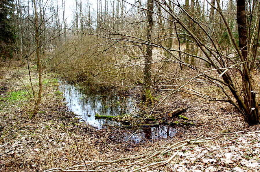 Mały zviornik wodny otczony drzewami.