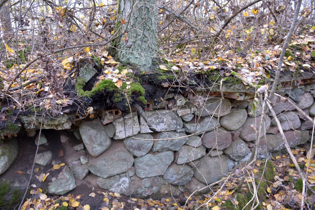 Fragment starego muru z kamieni i cegieł w lesie, porośnięty mchem i liśćmi. Na górze muru rośnie drzewo, a wokół są gałęzie i jesienne liście.