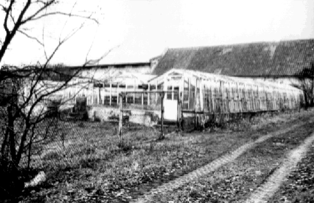 Stare szklarnie i budynki gospodarcze, widok z zewnątrz w zimowej aurze.