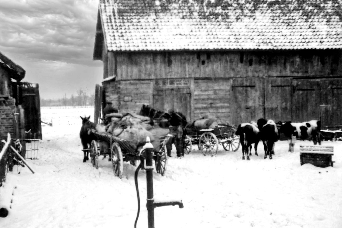 Czarno-biała fotografia zimowego podwórza gospodarczego: drewniana stodoła z ośnieżonym dachem, przed nią zaprzęgi konne z wozami załadowanymi workami oraz kilka krów stojących na śniegu; na pierwszym planie ręczna pompa wodna, w tle wiejskie zabudowania i otwarta, zaśnieżona przestrzeń.