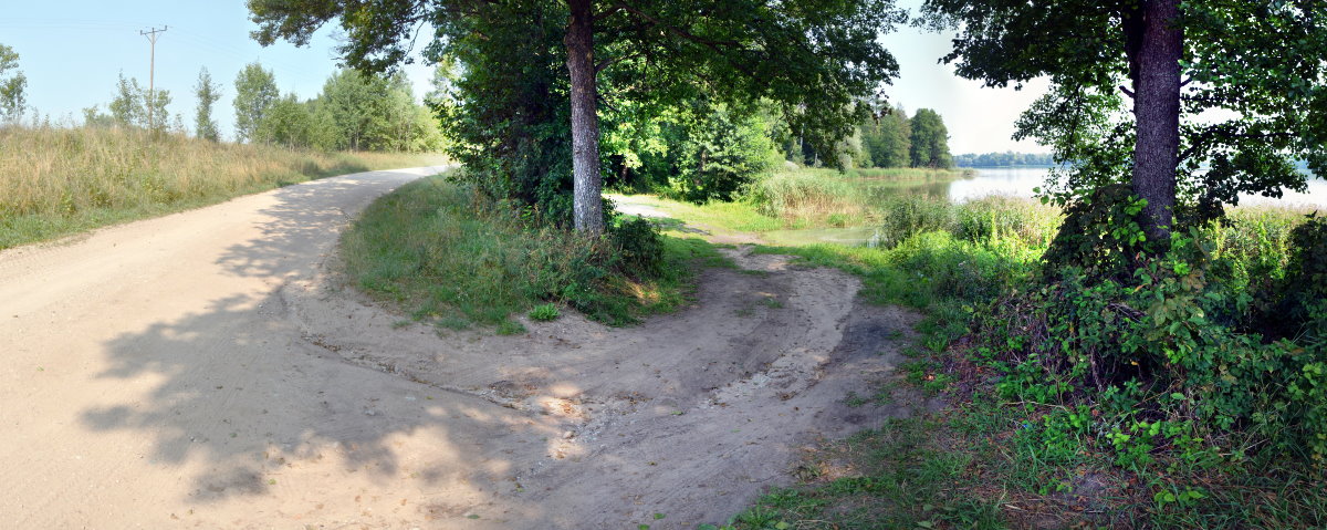 Leśna droga nad brzegiem jeziora, otoczona drzewami i zielenią, w słoneczny letni dzień.