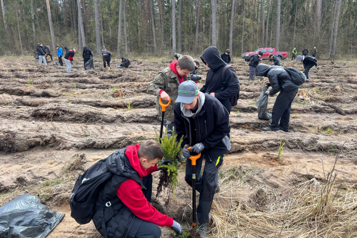 Grupa młodych os&oacute;b sadzi sadzonki drzew w lesie; kilka os&oacute;b kopie dołki łopatami i umieszcza małe świerki w rzędach na przygotowanej glebie, w tle inni pracują, obok stoi czerwony samoch&oacute;d.