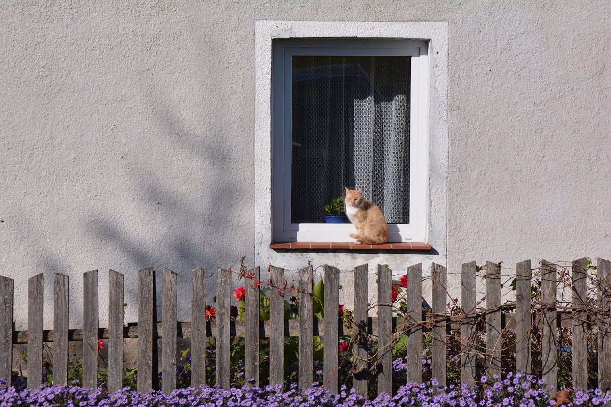 W oknie na parapecie siedzi kot. Niżej płot i kwiaty.